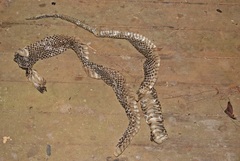 Pseudechis porphyriacus