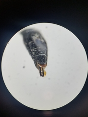 Agrilus masculinus