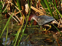 Butorides virescens image
