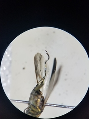 Agrilus masculinus