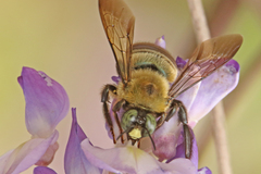 Xylocopa virginica texana