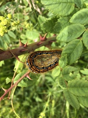 Malacosoma castrense