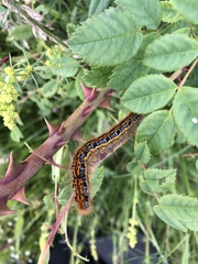 Malacosoma castrense