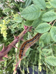Malacosoma castrense