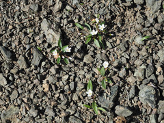 Claytonia multiscapa pacifica