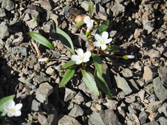 Claytonia multiscapa pacifica