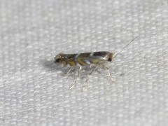 Macrosaccus morrisella