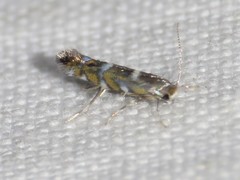 Macrosaccus morrisella