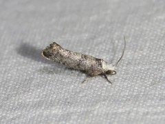 Swammerdamia pyrella