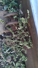 Galium humifusum