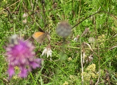 Coenonympha tullia