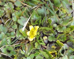 Ranunculus maculatus