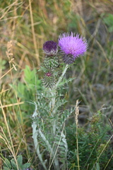 Cirsium flodmanii