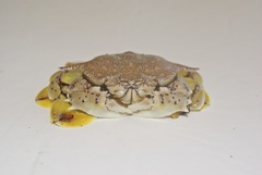 Matuta victor