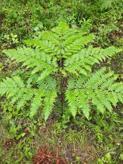 Pteridium aquilinum image