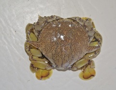 Matuta victor