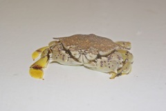Matuta victor