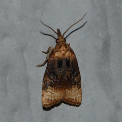 Platynota flavedana