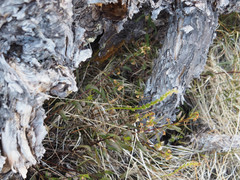 Platanthera unalascensis