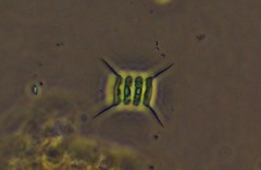 Scenedesmus