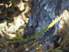 Platanthera unalascensis