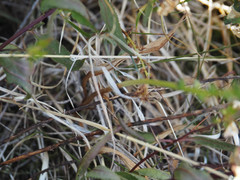 Platanthera unalascensis