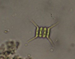 Scenedesmus
