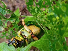 Chrysina adolphi