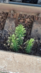 Erigeron canadensis