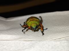 Chrysina adolphi