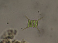 Scenedesmus