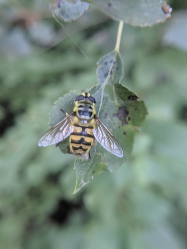 trúdovka kvetinová (Myathropa florea)