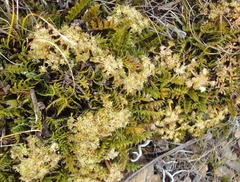 Anisotome flexuosa