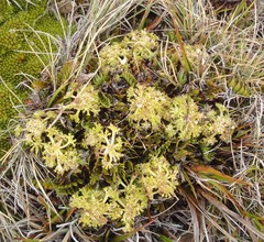 Anisotome flexuosa