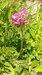 Pedicularis gyroflexa