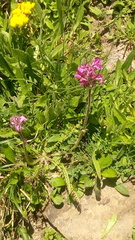Pedicularis gyroflexa