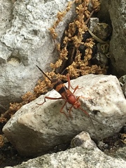 Compsocryptus texensis