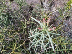 Castela stewartii