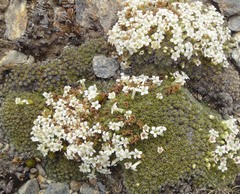 Veronica thomsonii