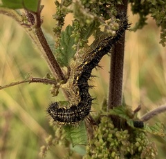 Aglais urticae