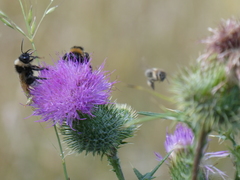 Bombus vestalis