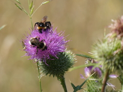 Bombus vestalis
