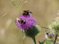 Bombus vestalis