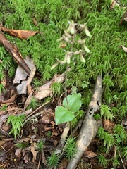 Neottia smallii