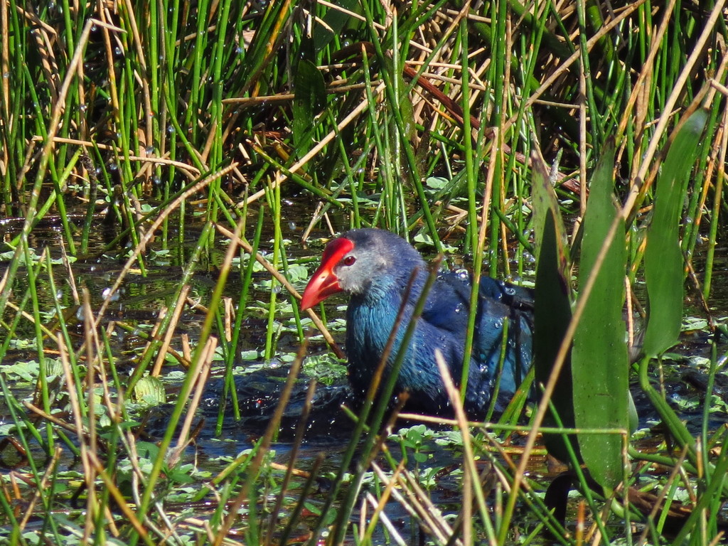 grey-headed swamphen