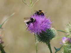 Bombus vestalis