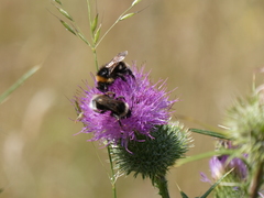 Bombus vestalis