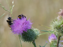 Bombus vestalis