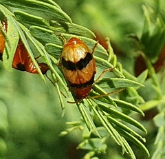 Monolepta lepida