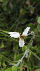 Moraea brevistyla